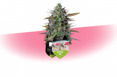cannabar_int-gmbh_Tyson-Seeds-GOAT'lato Auto_exclusive auswahl-seeds-mobil