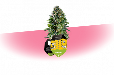 cannabar_int-gmbh_Tyson-Seeds_Corkscrew Auto_exclusive auswahl-seeds-mobil