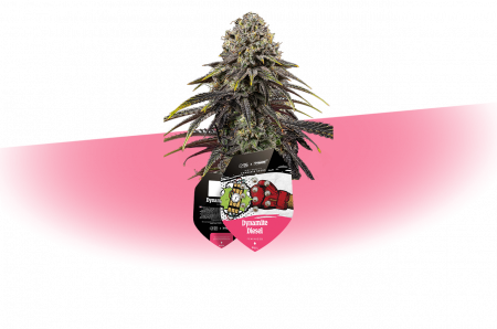 cannabar_int-gmbh_Tyson-Seeds_Dynamite Diesel_exclusive auswahl-seeds-mobil