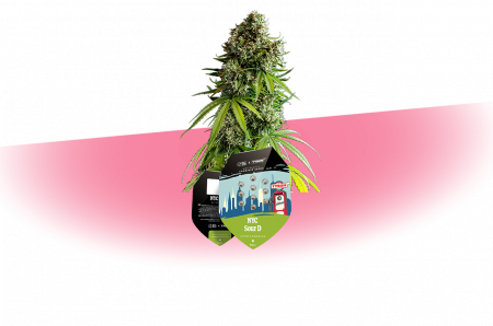 cannabar_int-gmbh_Tyson-Seeds_NYC Sour D Auto_exclusive auswahl-seeds-mobil