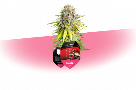 cannabar_int-gmbh_Tyson-Seeds_Punch Pie_exclusive auswahl-seeds-mobil